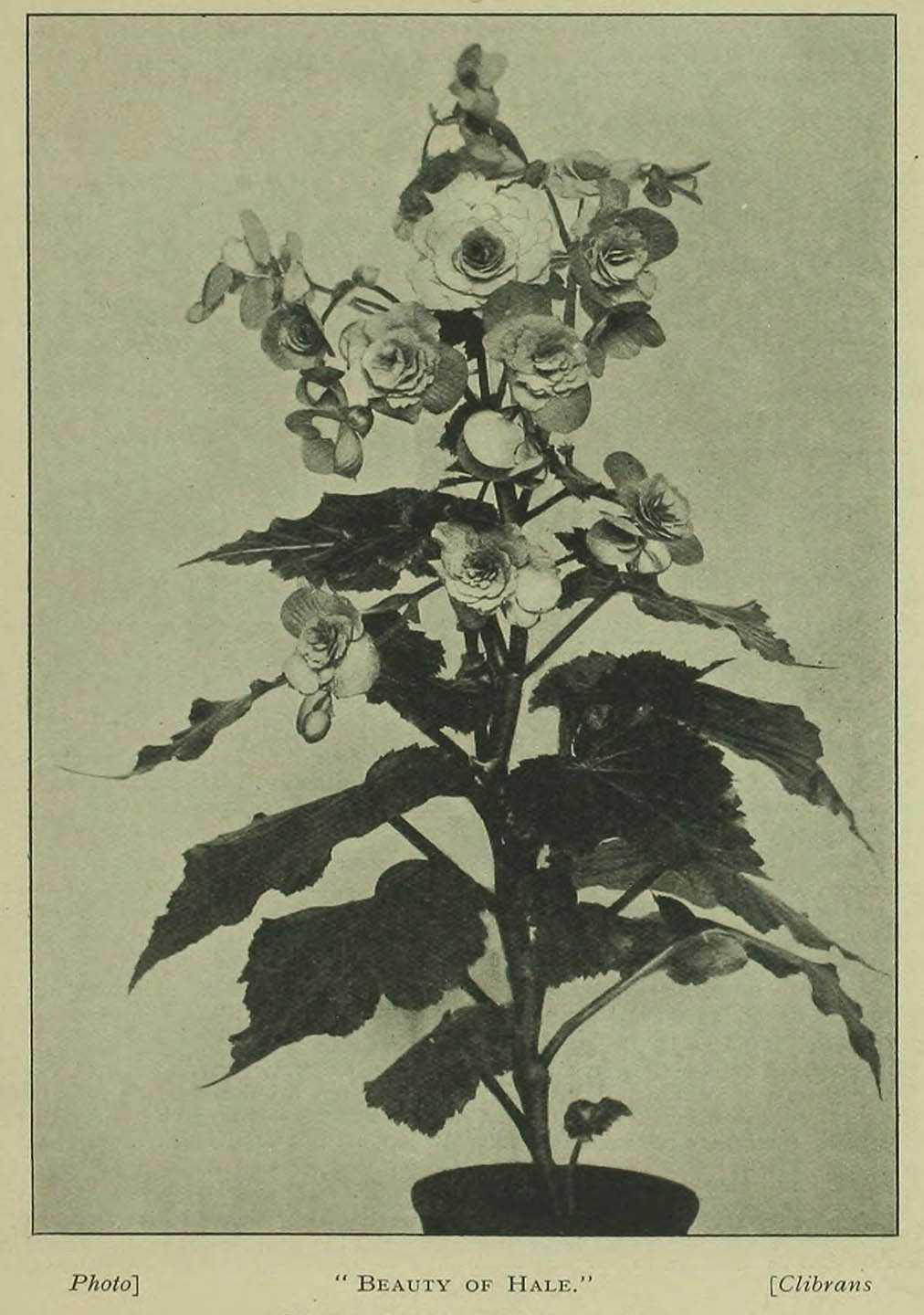 B. ‘Beauty of Hale’